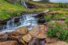 Alpine wildflowers along Oberlin Creek in Glacier National Park-Montana-USA Art Print